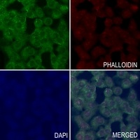 RAB6A antibody