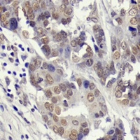 YAP1 (Phospho-S127) antibody