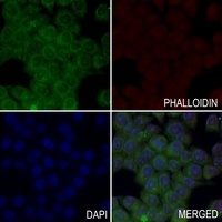 RIMKLB antibody