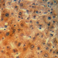 Anti-RPS23 Antibody