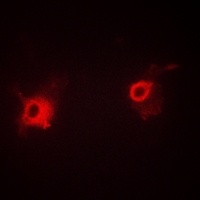 S1PR1 (Phospho-T236) antibody