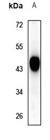 SIRT3 Antibody