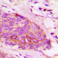 Anti-Alpha-synuclein Antibody