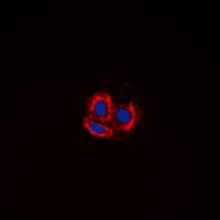 Anti-Alpha-synuclein Antibody