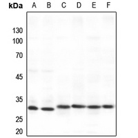 SPIN1 Antibody
