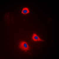 SYT1; SYT2 antibody