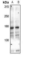 UBR1 Rabbit Polyclonal Antibody