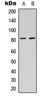 USP44 Rabbit Polyclonal Antibody