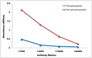 VASP (Phospho-S238) antibody