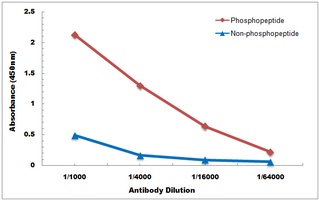 Anti-VASP (Phospho-S238) Antibody
