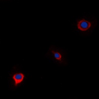 Anti-WWOX Antibody