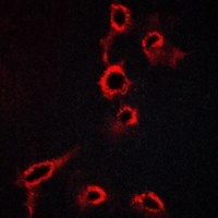 HTR7 antibody