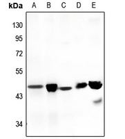Septin 3 Rabbit Polyclonal Antibody