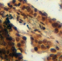 Anti-Annexin A1 (Phospho-Y21) Antibody