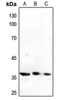 Annexin A1 Rabbit Polyclonal Antibody