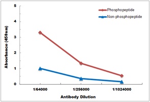 AR (Phospho-S213) antibody