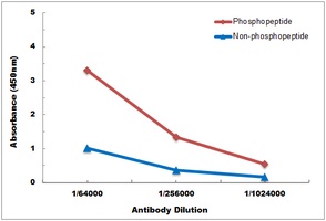 Anti-Androgen Receptor (Phospho-S213) Antibody