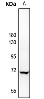 A-RAF Antibody