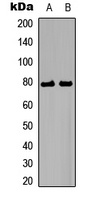 BMX Rabbit Polyclonal Antibody