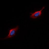 C5AR1 antibody