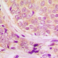 Anti-Cyclin B1 (Phospho-S147) Antibody