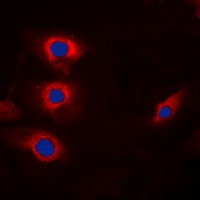 Anti-Cyclin B1 (Phospho-S147) Antibody