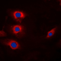 CCNB1 (Phospho-S147) antibody