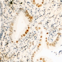 Anti-Cyclin H (Phospho-T315) Antibody