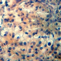Anti-CCR11 Antibody