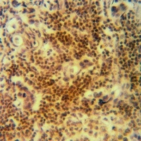 CFL1 antibody