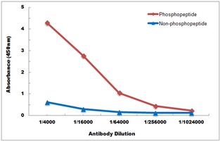 Anti-CHK1 (Phospho-S345) Antibody