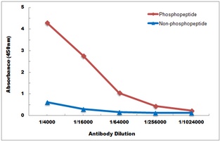 CHEK1 (Phospho-S345) antibody