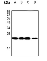 CMTM3 Antibody