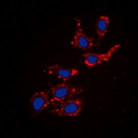 COL18A1 antibody