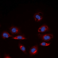 COL4A6 antibody