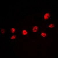 CREB1 (Phospho-S142) antibody