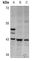 CREB Rabbit Polyclonal Antibody