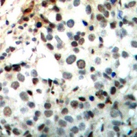 CREB Rabbit Polyclonal Antibody