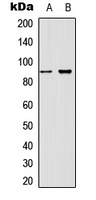 Beta-catenin (Phospho-T41/S45) Antibody