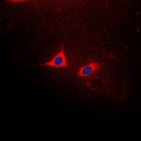 CXCR2 (Phospho-S347) antibody