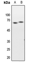 ELK1 Rabbit Polyclonal Antibody