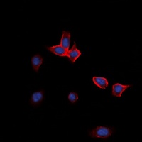 EPHA2 antibody