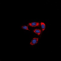 F2RL3 antibody