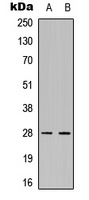 FADD Antibody