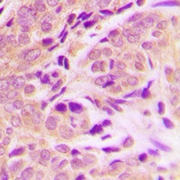 FADD Antibody
