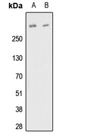 FBN1 Antibody