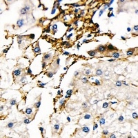FBN1 Antibody