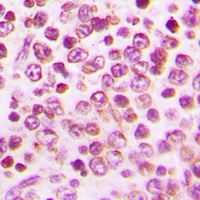 Anti-GPR43 Antibody