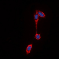 Anti-GPR43 Antibody