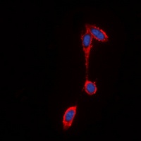 FFAR2 antibody